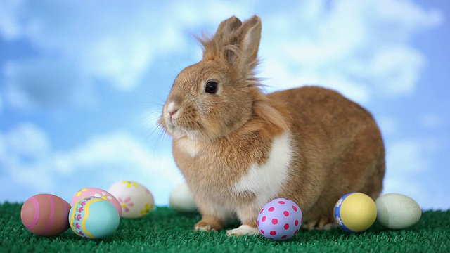 带蛋复活节兔子视频下载