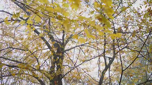 秋天公园里的黄树景色视频素材