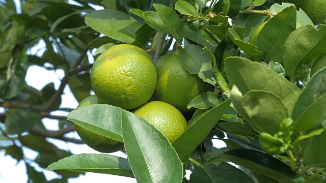 近距离拍摄新鲜自然生的绿柠檬树上，绿色自然酸橙视频素材