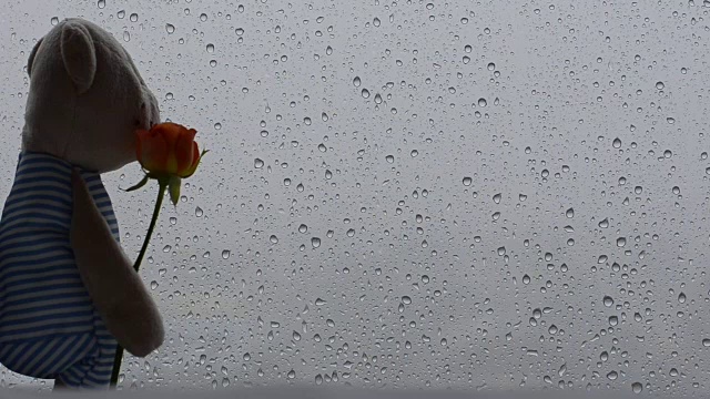 一个泰迪熊站在窗前，玻璃上的雨滴捧着玫瑰花，看着窗外。照片有文字空间。视频素材
