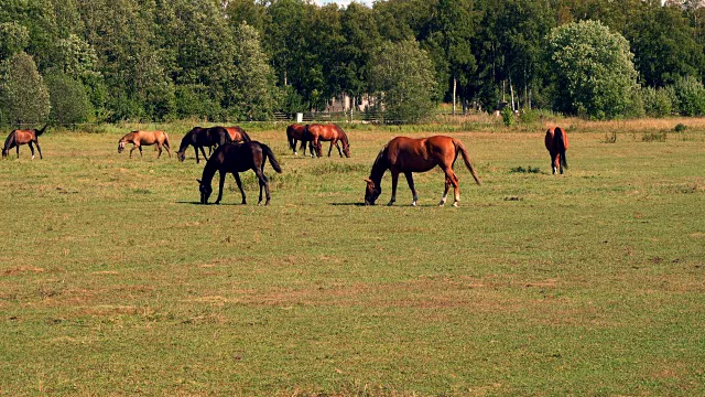 马在绿油油的牧场上吃草，乡间夏天的风景视频素材