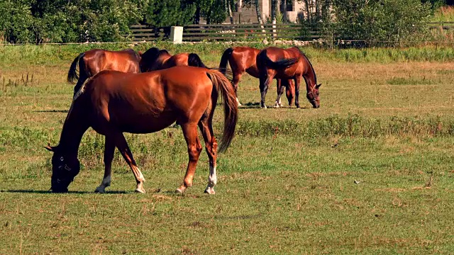 马在绿油油的牧场上吃草，乡间夏天的风景视频素材