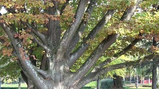秋天公园里的大树视频下载