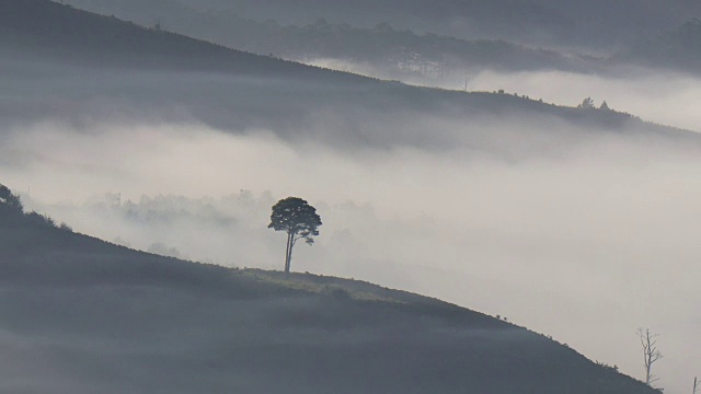 云中孤独的树视频素材