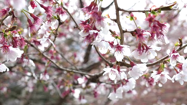 东京的樱花公园视频素材