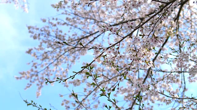 东京的樱花公园视频素材