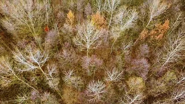 在深秋美丽的秋林上空飞翔。鸟瞰图。视频下载