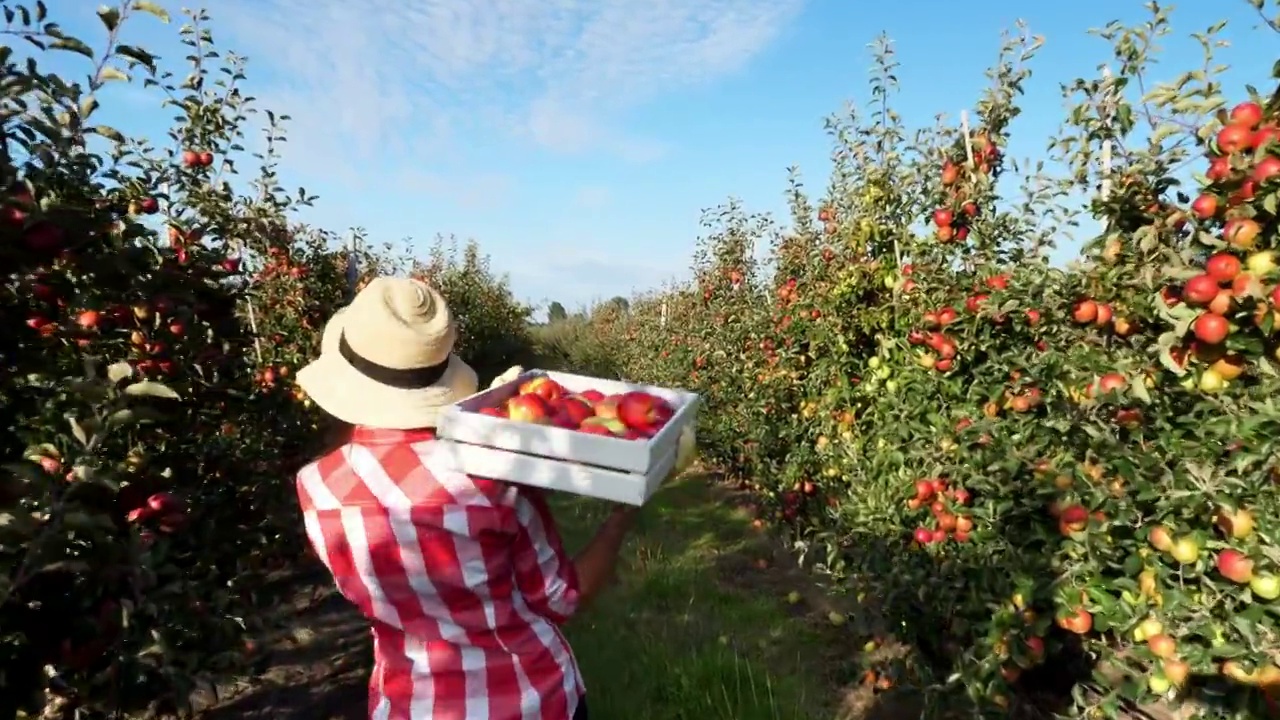 在阳光下，女农民穿着格子衬衫和帽子走在一排排苹果树之间。她拿着一个盒子，里面装着新鲜多汁的精选苹果。后视图。红苹果在花园里收获，在农场里视频购买