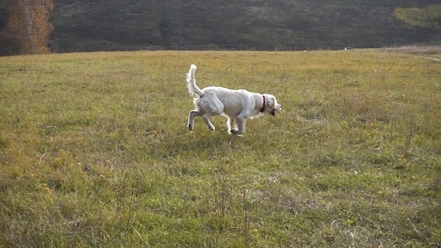 金毛猎犬在野外奔跑，慢镜头视频素材