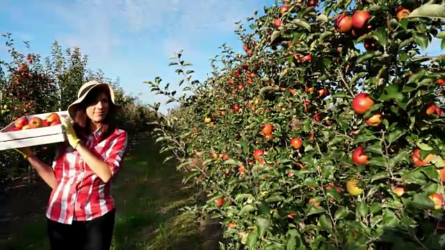 在阳光下，女农民穿着格子衬衫和帽子走在一排排苹果树之间。她拿着盒子，摘着又大又熟又多汁又精选的苹果。红苹果在花园里收获，在农场里视频素材