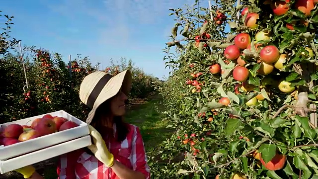 在阳光下，女农民穿着格子衬衫和帽子走在一排排苹果树之间。她拿着一个盒子，里面装着新鲜多汁的精选苹果。红苹果在花园里收获，在农场里视频素材