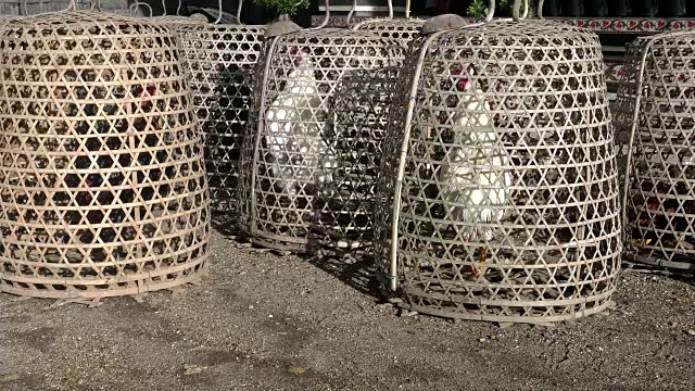 巴厘岛bedugul竹笼里的公鸡视频下载
