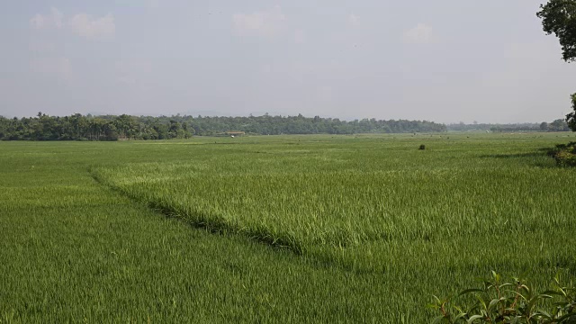 孟加拉国的水稻种植视频下载