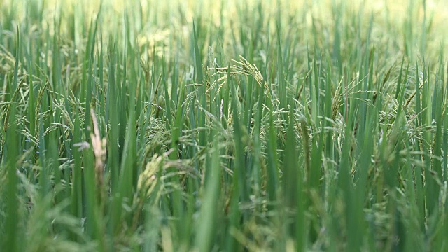 孟加拉国的水稻种植视频素材