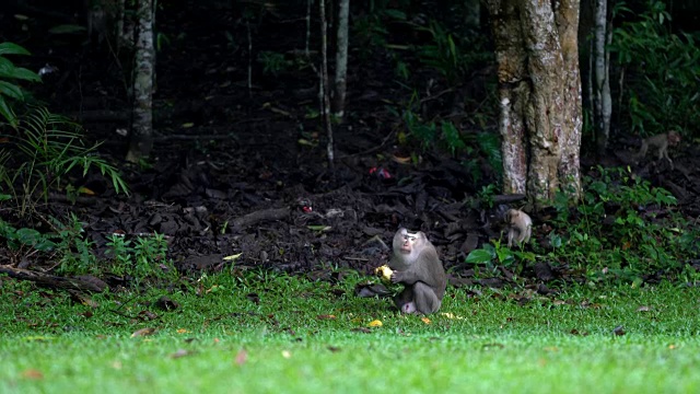 森林中的猴子视频下载