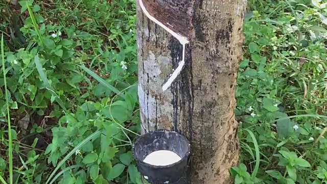 橡胶树种植视频素材