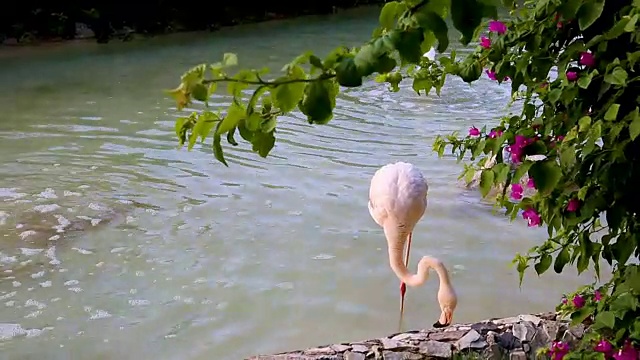 公园池塘里一只粉红色的火烈鸟。旅游度假视频下载