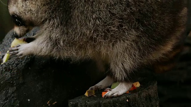 浣熊收集和吃食物的特写镜头视频素材