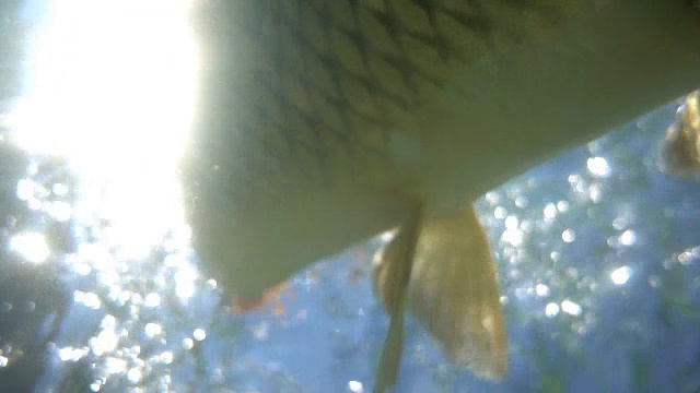 鱼挣扎着脱离诱饵视频下载