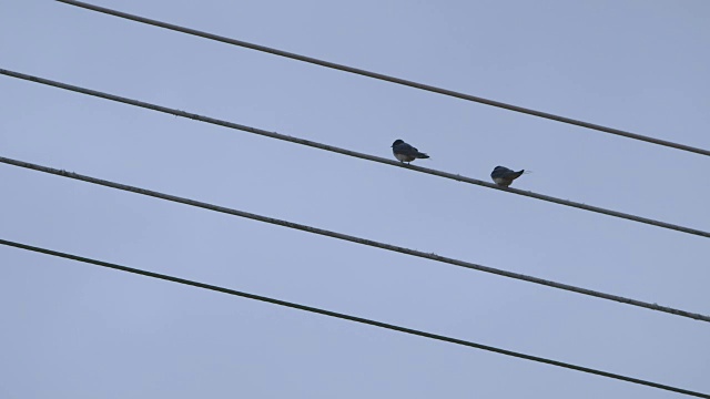 跳切，手持式序列显示两只鸟在一条电报线上休息，英国。视频素材