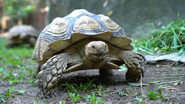 两只苏卡塔龟在自然界中行走视频下载