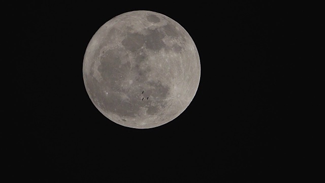 4K:满月有鸟飞视频素材