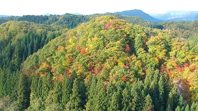 空撮　秋の紅葉　日本视频素材