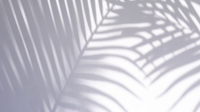 4K，近距离的影子棕榈叶在白墙背景的运动。视频素材