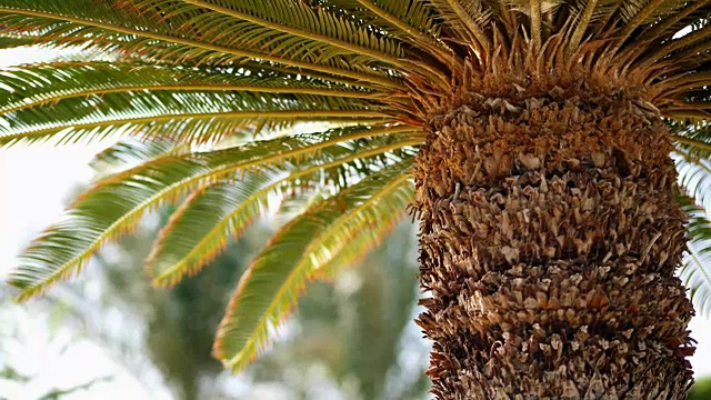 近景，棕榈树，粗壮的树干和绿色的叶子。炎热的夏天视频下载