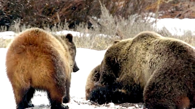 sts4k拍摄的著名的610灰熊和她的幼崽在暴风雪中战斗视频素材