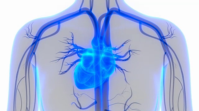 人类的心脏解剖视频素材