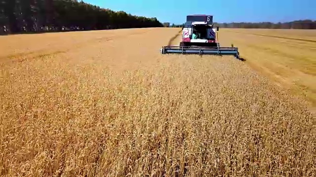 在田里工作的收割机器。俯视图从无人机联合收割机农机骑在金黄成熟的麦田。视频素材