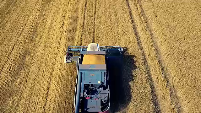 在田里工作的收割机器。俯视图从无人机联合收割机农机骑在金黄成熟的麦田。视频素材