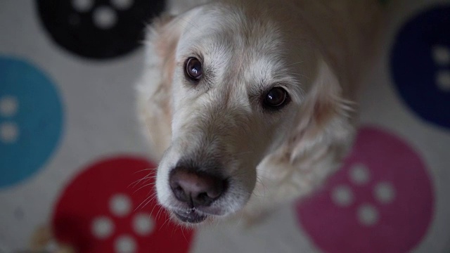 一个美丽的金毛猎犬的特写肖像-有趣的饥饿的狗舔-慢镜头，高速相机视频素材