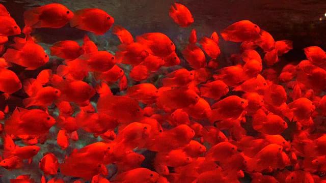 鱼缸里的红金鱼视频素材