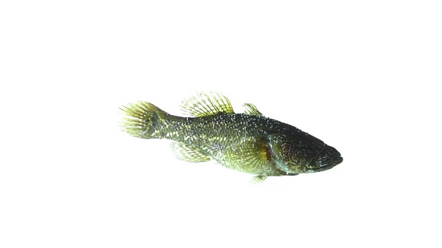 黑色孤立的鱼在白色的背景视频下载