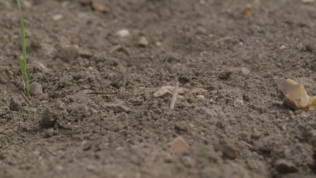 在英国，从土壤中生长的嫩枝留下的痕迹。视频下载