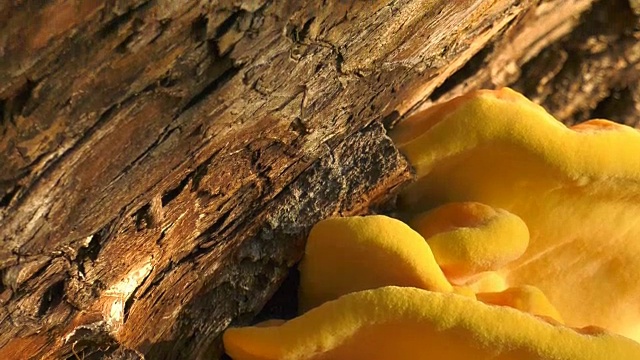 树上的蘑菇视频下载