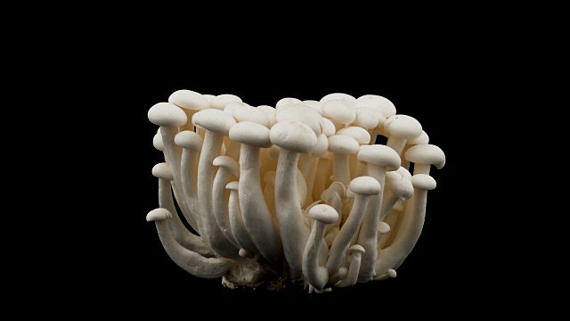 Shimeji蘑菇。在转盘上旋转。孤立在黑色背景上。特写镜头。宏。视频素材