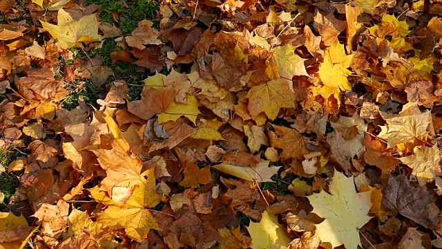 在秋叶中穿行。视频素材