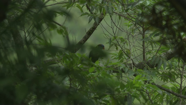鸟在树枝在森林冠，卡卡，2009视频下载