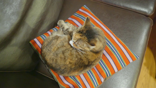 一只棕色的猫在橙色的枕头上视频素材