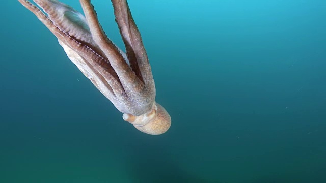 巨大的章鱼在非军事区(韩国和朝鲜之间的非军事区)附近的海洋中游泳视频下载