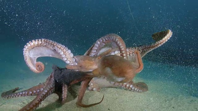 巨型章鱼在非军事区(韩国和朝鲜之间的非军事区)附近的海洋中喷射墨水视频素材