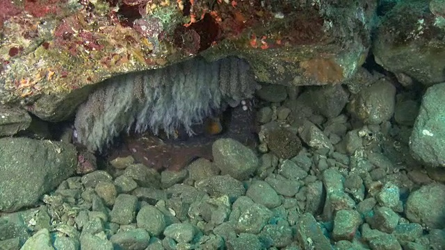 在非军事区(韩国和朝鲜之间的非军事区)附近的海洋中，巨大的章鱼为它的卵提供氧气视频素材