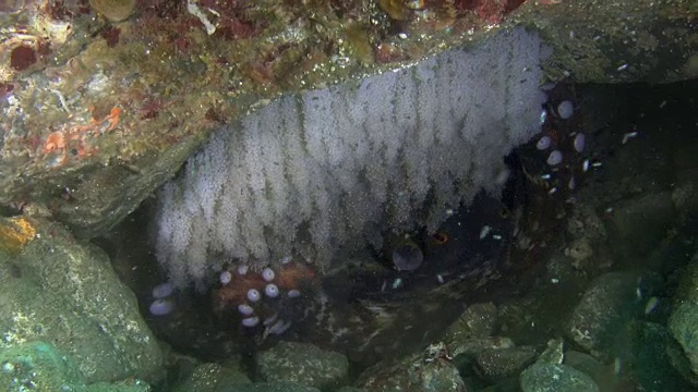 在非军事区(韩国和朝鲜之间的非军事区)附近的海洋中，巨大的章鱼为它的卵提供氧气视频素材