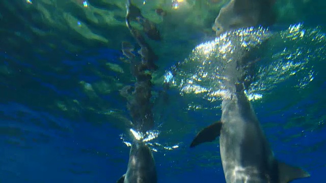 海豚游泳视频素材