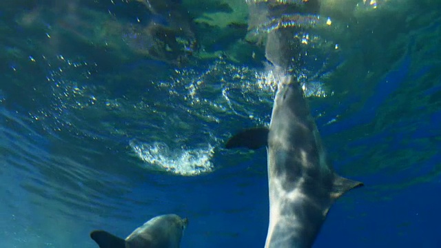 海豚游泳视频素材