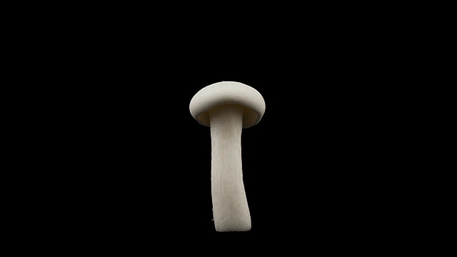 一个shimeji蘑菇。在转盘上旋转。孤立在黑色背景上。特写镜头。宏。视频下载