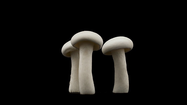 三个石鸡蘑菇在转盘上旋转。孤立在黑色。特写镜头。宏。视频素材